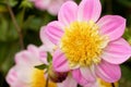 Beautiful Pink and Yellow Single Dahlia