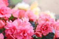 Beautiful Pink and Yellow Soft Begonia Flowers Glowing Background