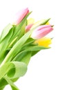 Beautiful pink and yellow tulip bouqet Royalty Free Stock Photo