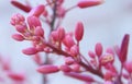 Beautiful pink yucca flowers about to bloom