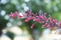 Beautiful pink yucca flowers about to bloom