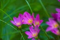 Beautiful pink Zephyranthes flower blossom Rain Lily or Fairy Lily, Zephyranthes spp., Amarylieaceae Royalty Free Stock Photo