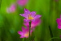 Beautiful pink Zephyranthes flower blossom Rain Lily or Fairy Lily, Zephyranthes spp., Amarylieaceae Royalty Free Stock Photo