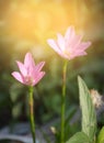 beautiful pink Zephyranthes flowers in the garden Royalty Free Stock Photo