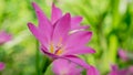Beautiful pink Zephyranthes Lily flower, Rain Lily , Fairy Lily. Royalty Free Stock Photo
