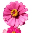 Beautiful pink zinnia flower from indonesia Royalty Free Stock Photo