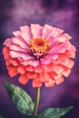 Beautiful pink zinnia flower on a purple background. Vintage style. Royalty Free Stock Photo