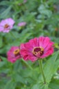 Beautiful pink zinnia flowers, flowers garden in summer. Royalty Free Stock Photo
