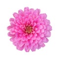 Beautiful pink zinnia isolated on white with clipping path Royalty Free Stock Photo