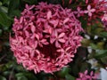 A beautiful pinkish asoka flower