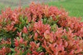Beautiful pinkish red leaves of an ornamental plant called Syzygium Oleana