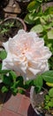 Beautiful Pinkish White Rose Flower and Plant in the Garden Royalty Free Stock Photo