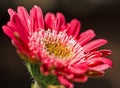 Close up of a pretty Red Gerbera flower in full bloom