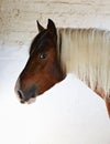 Beautiful pinto gypsy vanner stallion portrait in stud