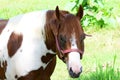 Beautiful Pinto horse close up