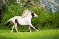 Beautiful pinto horse