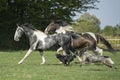 Beautiful pinto horses at gallop with dogs