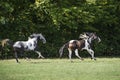 Beautiful pinto horses at gallop