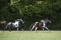 Beautiful pinto horses at gallop