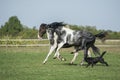 Beautiful pinto horses at gallop