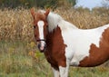 Beautiful pinto mare against the autumn background