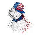 A beautiful pit bull in a cap. Vector illustration. A thoroughbred dog in clothes. Royalty Free Stock Photo