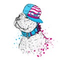 A beautiful pit bull in a cap. Vector illustration. A thoroughbred dog in clothes. Royalty Free Stock Photo