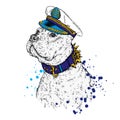 A beautiful pit bull in captain`s cap and collar Royalty Free Stock Photo