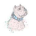 A beautiful pit bull. Vector illustration for a postcard or a poster, print on clothes, a cover or a bag. Bulldog. Royalty Free Stock Photo