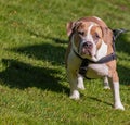 Beautiful Pit Bull walking on lush in the park. American Pit Bull Terrier looking straight in to camera Royalty Free Stock Photo