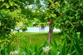 Picturesque Garden with Pool and Wooden Armchair in the Center