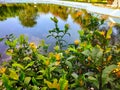 Beautiful place pool and plant