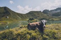 Cattle in the mountains Royalty Free Stock Photo