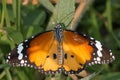 Plain Tiger butterfly Danaus chrysippus