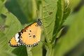 Plain Tiger butterfly Danaus chrysippus