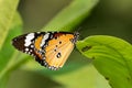 Plain Tiger butterfly Danaus chrysippus Royalty Free Stock Photo