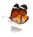 Beautiful plain tiger butterfly on white background