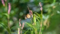 Beautiful Plain tiger butterfly wing side view, butterfly drinking nectar from small wild flowers Royalty Free Stock Photo