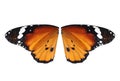 Beautiful plain tiger butterfly wings on background
