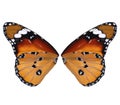 Beautiful plain tiger butterfly wings on background