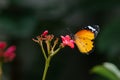 Beautiful Plain tiger butterly on the Jatropha integerrima flower getting nectar from it.