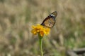 Beautiful Plain Tiger Danaus chrysippus Butterfly