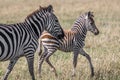 Beautiful plains zebra mom with baby and golden natural light in Serengeti/Tanzania/Kenya/Africa. Royalty Free Stock Photo