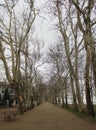 Beautiful plane trees