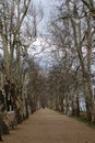 Beautiful plane trees Royalty Free Stock Photo