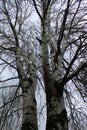 Beautiful plane trees