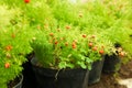 Asparagus in flower pot