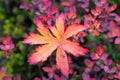 Beautiful plant in autumnal colors Royalty Free Stock Photo