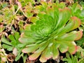 Beautiful plant in botanic garden in Santa Barbara California.