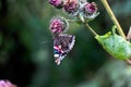 On a beautiful plant from a bunch of spiny fruit, sits a beautiful butterfly that has wings folded.